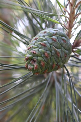 Pinus tabuliformis - borovice čínská - nezralá šiška